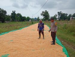 Panen Jagung di Dusun Makmur, Bhabinkamtibmas Doromelo Dampingi Petani Dukung Indonesia Emas 2045
