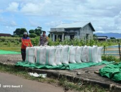 Bhabinkamtibmas Desa Hu’u Dampingi Warga Jemur Jagung, Dukung Program Ketahanan Pangan Nasional