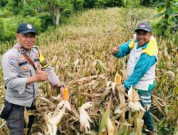 Bhabinkamtibmas Polsek Rasanae Barat Bantu Warga Panen Jagung di Sambinae