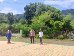 Bhabinkamtibmas Desa Adu Dampingi Warga Jemur Jagung: Wujud Nyata Dukung Ketahanan Pangan Nasional Menuju Indonesia Emas 2045