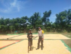 Dompu Dukung Indonesia Emas: Bhabinkamtibmas Lasi Pantau Panen Jagung, Bukti Nyata Sinergi Keamanan dan Ketahanan Pangan