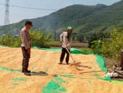 Dukung Ketahanan Pangan Nasional, Bhabinkamtibmas Pantau Panen Jagung Warga Madaprama