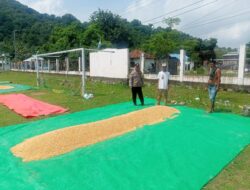 Panen Raya Jagung di Dompu, Bhabinkamtibmas Desa Daha Dukung Ketahanan Pangan Menuju Indonesia Emas 2045