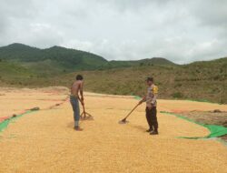 Panen Jagung di Riwo Dompu: Sinergi Petani dan Polisi Wujudkan Indonesia Emas 2045