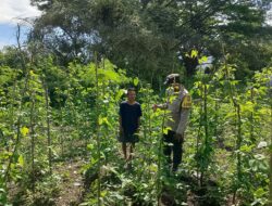 Dorong Ketahanan Pangan, Bhabinkamtibmas Desa Bukit Damai Monitoring Pekarangan Bergizi
