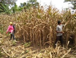 Bhabinkamtibmas Polsek Rasanae Barat Bantu Warga Panen Jagung, Dukung Program Ketahanan Pangan Nasional
