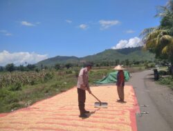 Panen Jagung di Desa Mumbu, Bhabinkamtibmas Dampingi Warga Dukung Ketahanan Pangan Nasional