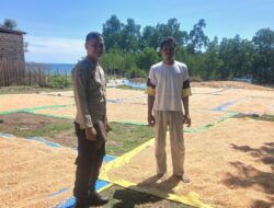 Bhabinkamtibmas Kawal Panen Jagung di Mbuju, Dukung Program Ketahanan Pangan Menuju Indonesia Emas