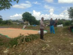 Bhabinkamtibmas Simpasai Laksanakan Pemantauan Panen Jagung Dukung Ketahanan Pangan