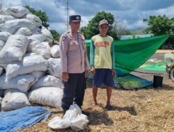 Bhabinkamtibmas Kramat Dampingi Panen Jagung, Dukung Ketahanan Pangan Nasional