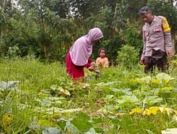 Optimalkan Lahan Kosong, Petani Kareke Dukung Ketahanan Pangan Menuju Indonesia Emas 2025