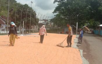 Dukung Ketahanan Pangan, Aiptu Purwanto Pantau Panen Jagung di Desa Rababaka