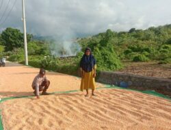 Dampingi dan Bantu Jemur Jagung Petani, Langkah Bhabinkamtibmas Polsek Soromandi Dukung Ketahanan Pangan Nasional