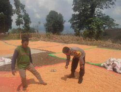 Komitmen Dukung Penuh Program Prioritas Presiden RI, Bhabinkamtibmas Polsek Donggo Bantu Jemur Jagung Petani
