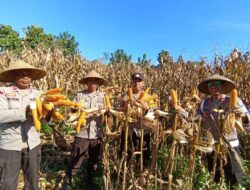 Sinergi Mendukung Ketahanan Pangan Nasional, Polsek Bolo dan Masyarakat Laksanakan Panen Raya Jagung Merah