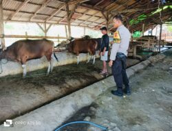 Pemantauan Peternakan Sapi di Kandai Dua, Dorong Ketahanan Pangan Menuju Indonesia Emas 2045