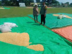 Bhabinkamtibmas Desa Daha Dampingi Warga Jemur Jagung, Dukung Ketahanan Pangan Menuju Indonesia Emas 2045