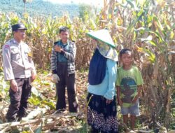 Bhabinkamtibmas Desa Madaprama pantau panen jagung dalam mendukung program ketahanan pangan nasional menuju Indonesia Emas 2045