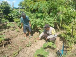 Bhabinkamtibmas Desa Bukit Damai Lakukan Pendampingan dan Monitoring Ketahanan Pangan