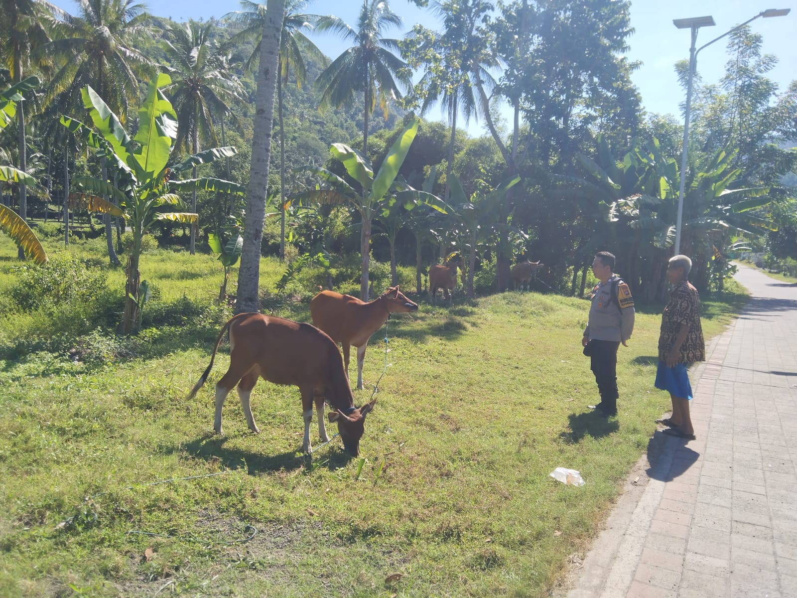 Bhabinkamtibmas Batulayar Barat Aktif Dorong Ketahanan Pangan Masyarakat Melalui Pemanfaatan Pekarang