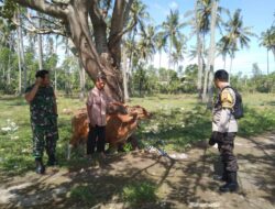Pemanfaatan Pekarangan untuk Ketahanan Pangan di Batulayar