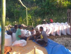Dukungan Polri Terhadap Petani: Bhabinkamtibmas Monitoring Panen Jagung di Lombok Barat