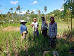 Bhabinkamtibmas Desa Giri Tembesi Dukung Ketahanan Pangan dengan Sambang ke Petani