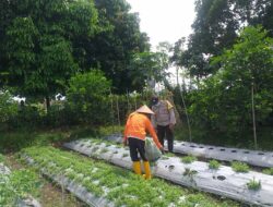 Polri Dorong Ketahanan Pangan Lewat Pemanfaatan Lahan Produktif di Desa Jagaraga