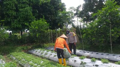 Polri Dorong Ketahanan Pangan Lewat Pemanfaatan Lahan Produktif di Desa Jagaraga