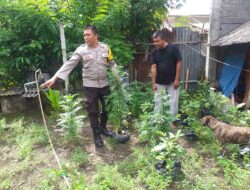 Bhabinkamtibmas Jagaraga Dorong Ketahanan Pangan Desa
