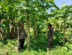 Optimalisasi Lahan Kosong untuk Ketahanan Pangan Lokal