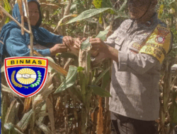 Dukung Ketahanan Pangan Nasional, Bhabinkamtibmas Pantau Tanaman Jagung Warga di Rhee.