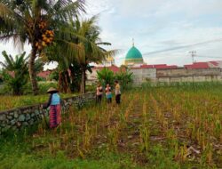 Pemanfaatan Lahan Kosong untuk Ketahanan Pangan di Lombok Barat