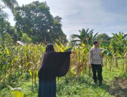 Bhabinkamtibmas Dukung Ketahanan Pangan di Lahan Jagung Lombok Barat