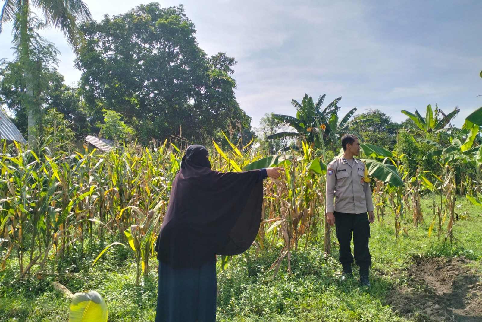 Polres Lombok Barat Dorong Produktivitas Jagung Lewat Pendampingan Petani