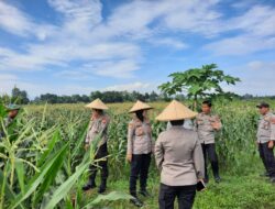 Polres Lombok Barat Kawal Panen Jagung Serentak di Telagawaru