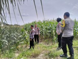 Polres Lombok Barat Tinjau Persiapan Panen Raya Jagung Tahap Kedua