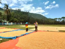 Pantau Ketahanan Pangan, Bhabinkamtibmas Desa Sawe Sambangi Warga yang Jemur Jagung