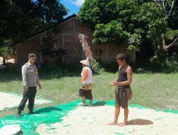 Bhabinkamtibmas Desa Daha Pantau Penjemuran Jagung Warga dalam Rangka Ketahanan Pangan Nasional