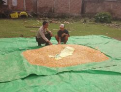 Sosialisasi Penyerapan Jagung oleh Bulog, Bhabinkamtibmas Manggeasi Dampingi Petani Wujudkan Ketahanan Pangan Nasional