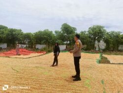 Dukung Ketahanan Pangan, Bhabinkamtibmas Hu’u Dampingi Warga Panen Jagung