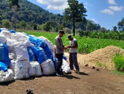 Dukung Swasembada Pangan, Bhabinkamtibmas Desa Talonang Baru Dampingi Panen Jagung