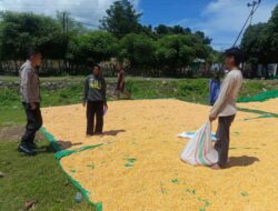 Jagung Petani Desa Marada Terdampak Cuaca, Bhabinkamtibmas Lakukan Pemantauan Ketahanan Pangan