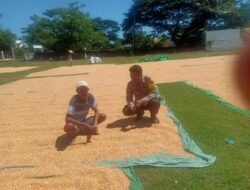Dampak Cuaca Tak Menyurutkan Semangat Petani Rasabou, Bhabinkamtibmas Pantau Penjemuran Jagung