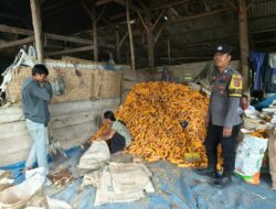 Bhabinkamtibmas Desa Pasir Putih Lakukan Monitoring Ketahanan Pangan di Tengah Panen Jagung