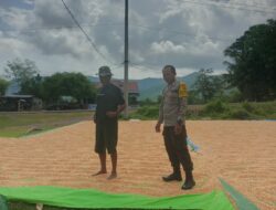 Bhabinkamtibmas Desa Riwo Pantau Panen Jagung Warga Dukung Program Ketahanan Pangan Menuju Indonesia Emas 2045