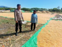 Dukung Ketahanan Pangan Nasional, Bhabinkamtibmas Desa Marada Pantau Penjemuran Jagung Warga