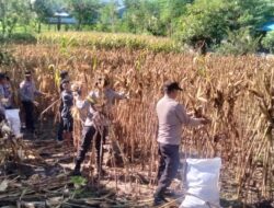 Polri untuk Masyarakat, Personel Polsek Asakota Bantu Petani Panen Jagung