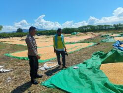 Dukung Ketahanan Pangan Nasional, Bhabinkamtibmas Desa Marada Pantau Langsung Proses Penjemuran Jagung Milik Warga