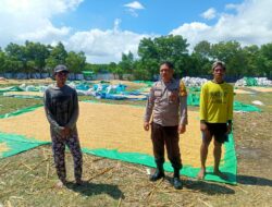 Bhabinkamtibmas Desa Marada Pantau Penjemuran Jagung Warga, Dukung Ketahanan Pangan Nasional